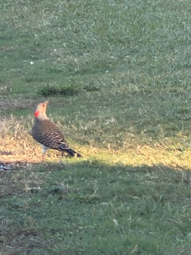 Northern Flicker