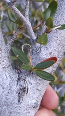 Cercocarpus ledifolius intermontanus