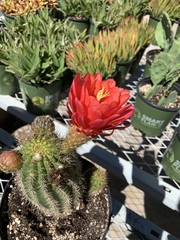 Trichocereus rowleyi