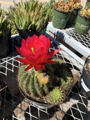 Trichocereus rowleyi