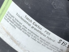 Trichocereus rowleyi