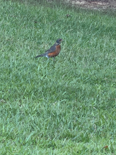 American Robin