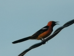 Icterus cucullatus