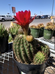 Trichocereus rowleyi