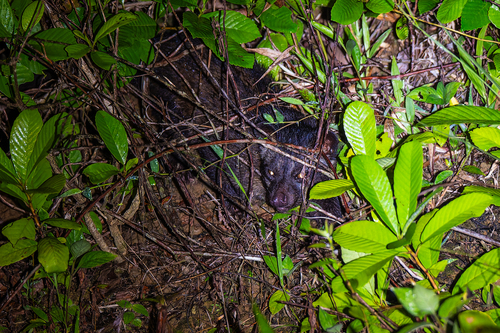 Philippine Palm Civet