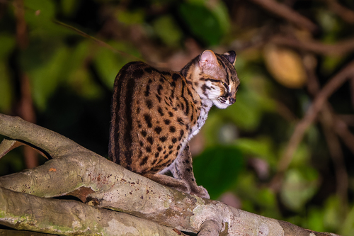 Bornean and Sumatran Leopard Cat