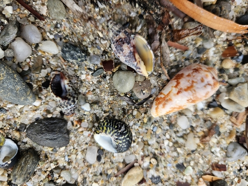 Lyria mitraeformis observed 2026-10-02