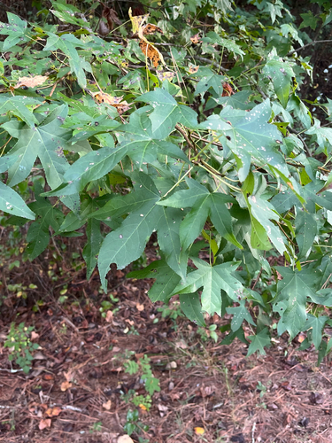 American sweetgum