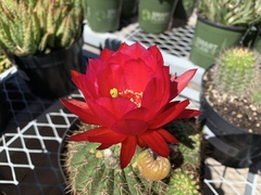 Trichocereus rowleyi