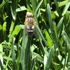 Anasimyia bilinearis