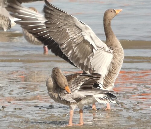 Greylag Goose