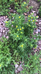 Matricaria discoidea