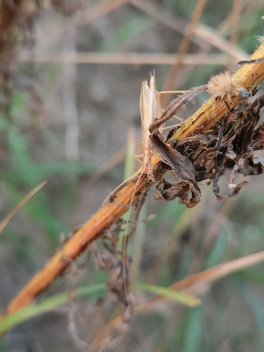 Italian Tree Cricket