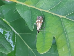 Alabonia staintoniella