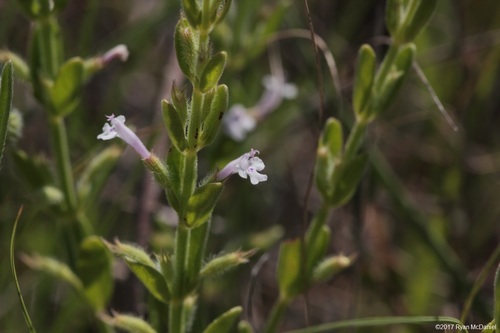 Hedeoma reverchonii var. serpyllifolia