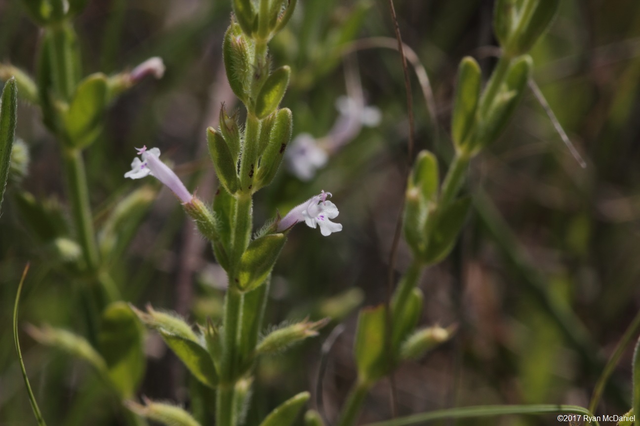 Hedeoma reverchonii var. serpyllifolia