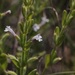 Hedeoma reverchonii serpyllifolia - Photo (c) Ryan McDaniel,  זכויות יוצרים חלקיות (CC BY-NC), הועלה על ידי Ryan McDaniel