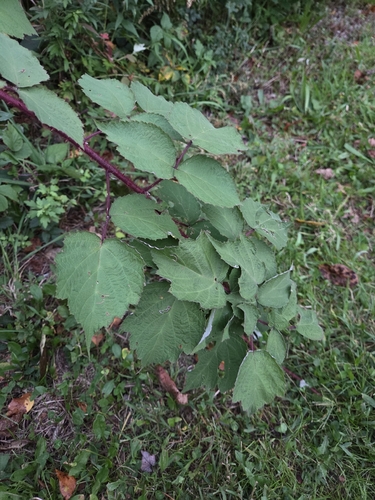 wineberry