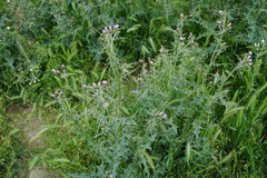 Carduus arabicus