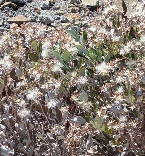 Luina hypoleuca observed 2026-10-01