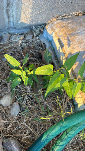 honey-vine climbing milkweed