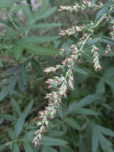 common mugwort