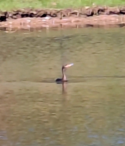 Double-crested Cormorant