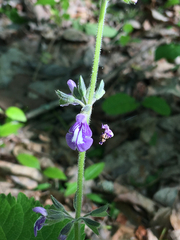Salvia urticifolia