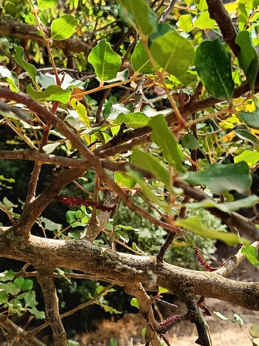 carob tree