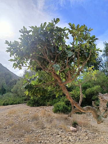 common fig