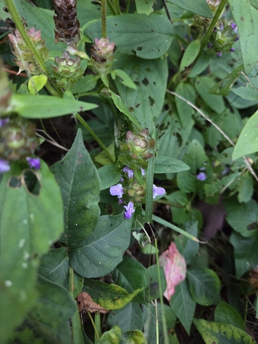 common selfheal