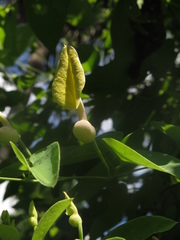 Aristolochia inflata