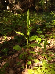 Polygonatum humile