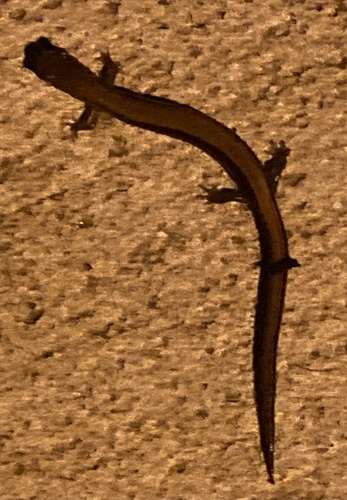 Eastern Red-backed Salamander