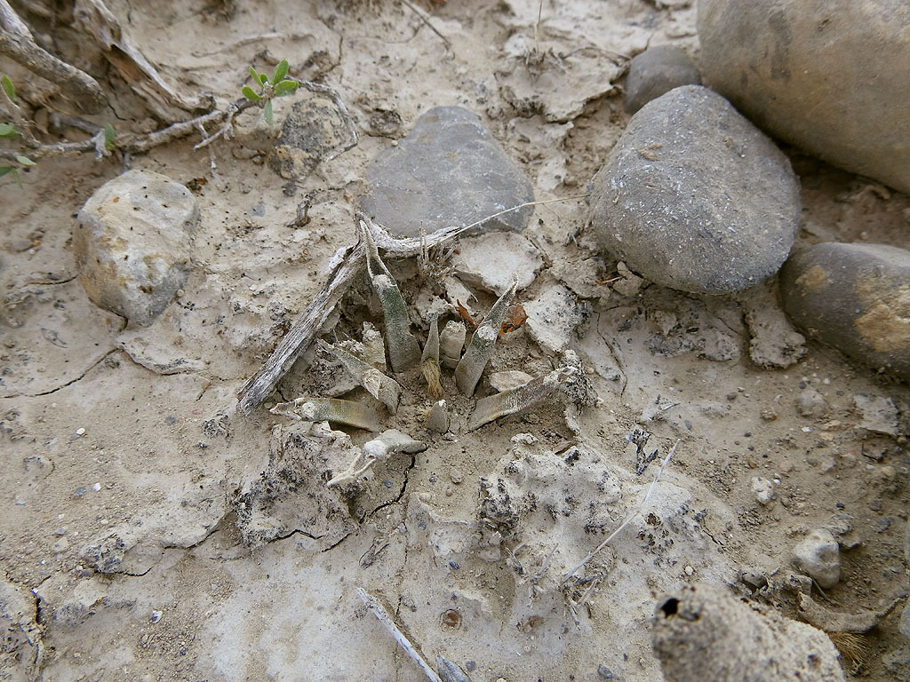 Ariocarpus agavioides