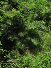 Bactris guineensis
