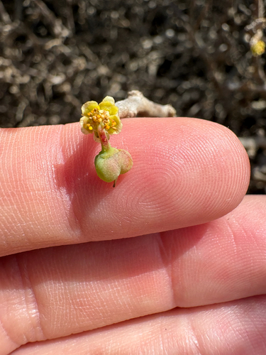 Euphorbia misera, 2026-10-03