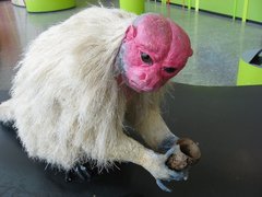 Bald Uacari photo 4