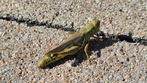 Differential Grasshopper