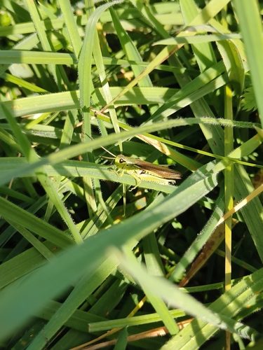 Large Marsh Grasshopper