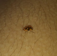 Ambracius dufouri