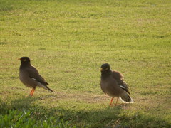 Acridotheres tristis