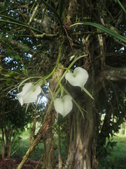 Brassavola nodosa