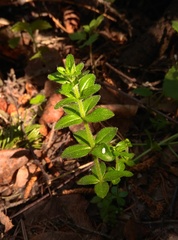 Cruciata glabra krylovii