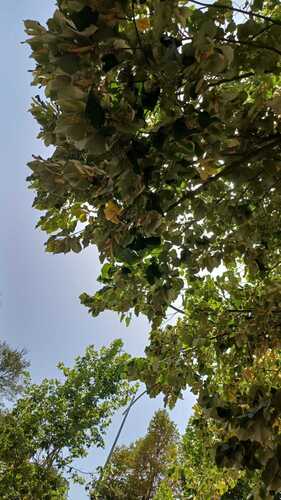Silver Lime