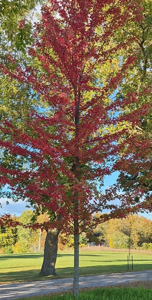 A young maple gone deep red from top to bottom beside a lane, with green and yellow trees behind.