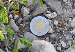 Ariocarpus bravoanus