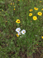 Leptosiphon montanus