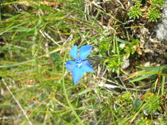 Gentiana bavarica bavarica