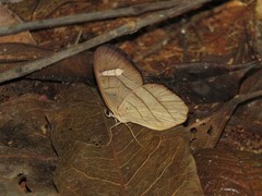Pierella hortona
